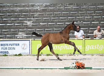 Trakehner, Stute, Fohlen (05/2026), Brauner