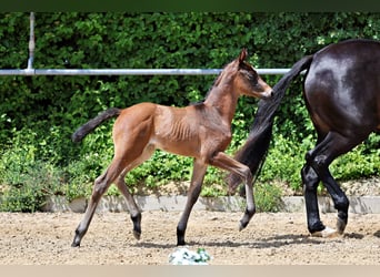 Trakehner, Stute, Fohlen (05/2026), Brauner