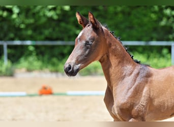 Trakehner, Stute, Fohlen (05/2026), Brauner