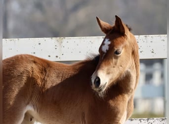Trakehner, Stute, , Brauner