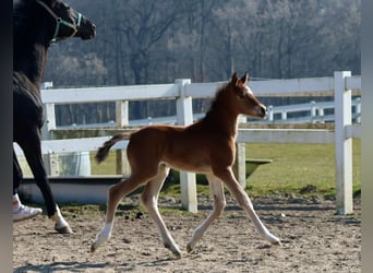 Trakehner, Stute, , Brauner