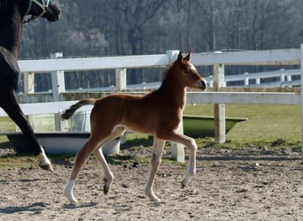 Trakehner, Stute, , Brauner