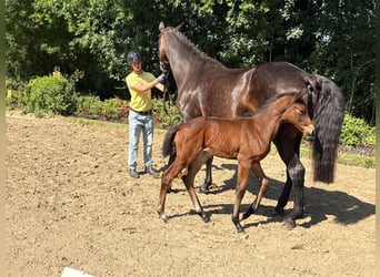 Trakehner, Stute, , Brauner