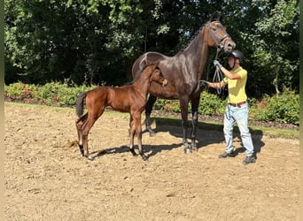 Trakehner, Stute, , Brauner