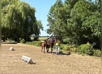 Trakehner, Stute, , Brauner