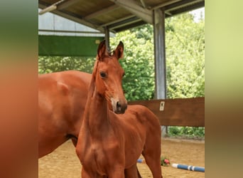 Trakehner, Stute, , Brauner