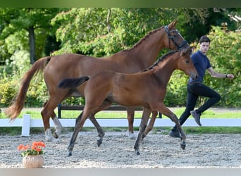 Trakehner, Stute, Fohlen (05/2024), Brauner