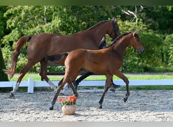 Trakehner, Stute, Fohlen (05/2024), Brauner