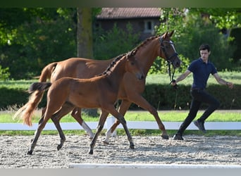 Trakehner, Stute, Fohlen (05/2024), Brauner