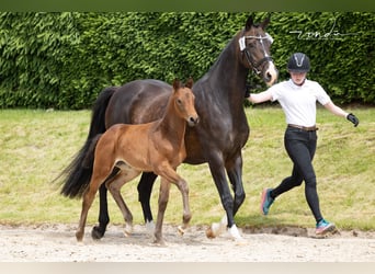 Trakehner, Stute, Fohlen (05/2026), Brauner