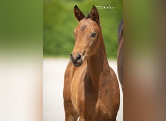 Trakehner, Stute, Fohlen (05/2026), Brauner