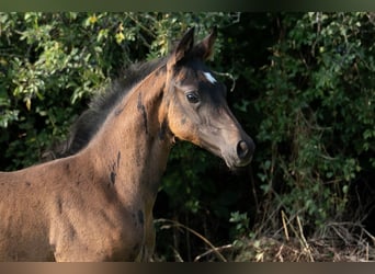 Trakehner, Stute, Fohlen (06/2025), Brauner
