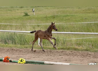 Trakehner, Stute, Fohlen (04/2026), Dunkelbrauner