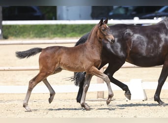 Trakehner, Stute, Fohlen (04/2026), Dunkelbrauner