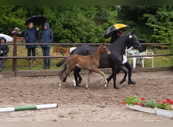 Trakehner, Stute, , Dunkelbrauner