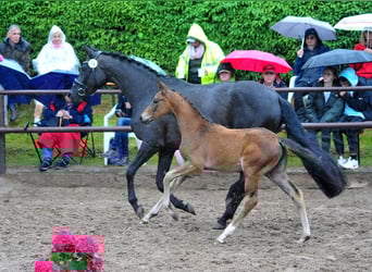 Trakehner, Stute, , Dunkelbrauner