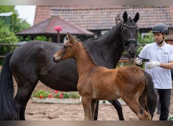 Trakehner, Stute, , Dunkelbrauner
