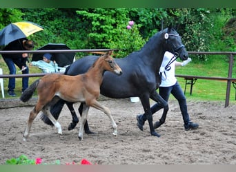 Trakehner, Stute, , Dunkelbrauner