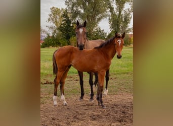 Trakehner, Stute, Fohlen (04/2026), Dunkelbrauner