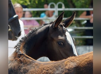 Trakehner, Stute, Fohlen (03/2026), Dunkelbrauner