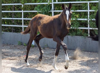Trakehner, Stute, Fohlen (03/2026), Dunkelbrauner