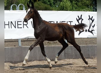 Trakehner, Stute, Fohlen (03/2026), Dunkelbrauner