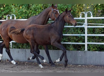 Trakehner, Stute, Fohlen (04/2025), Dunkelbrauner