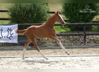 Trakehner, Stute, Fohlen (03/2026), Dunkelfuchs