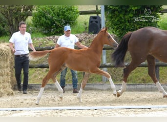 Trakehner, Stute, Fohlen (03/2026), Dunkelfuchs