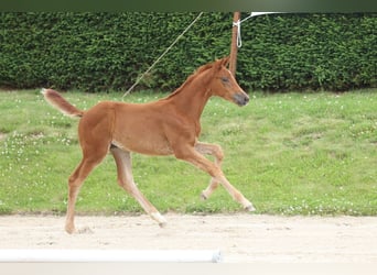 Trakehner, Stute, Fohlen (04/2024), Fuchs