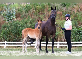 Trakehner, Stute, Fohlen (03/2026), Fuchs