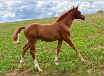 Trakehner, Stute, Fohlen (06/2026), Fuchs