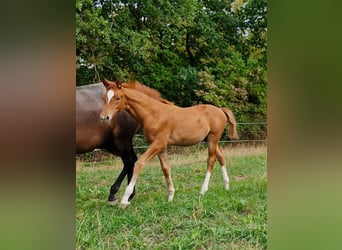 Trakehner, Stute, Fohlen (06/2026), Fuchs