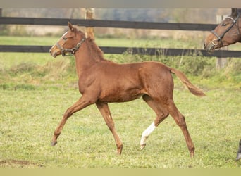 Trakehner, Stute, Fohlen (06/2023), Fuchs