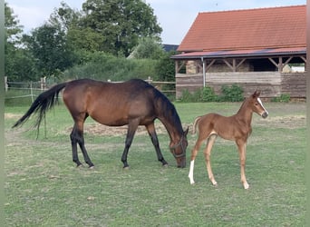 Trakehner, Stute, Fohlen (06/2023), Fuchs