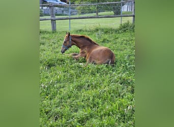 Trakehner, Stute, Fohlen (03/2024), Fuchs