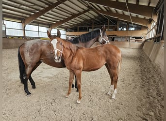 Trakehner, Stute, Fohlen (03/2024), Fuchs