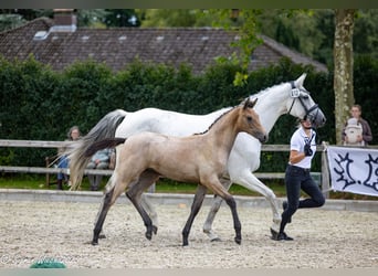 Trakehner, Stute, Fohlen (04/2025), Hellbrauner