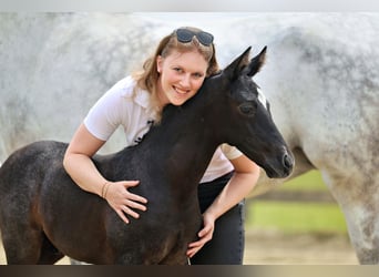 Trakehner, Stute, Fohlen (05/2026), Kann Schimmel werden