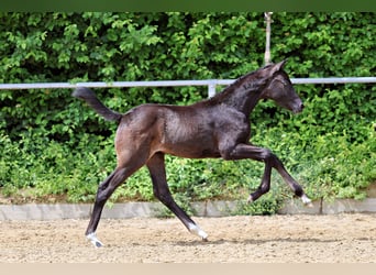Trakehner, Stute, Fohlen (04/2026), Kann Schimmel werden