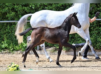 Trakehner, Stute, Fohlen (04/2026), Kann Schimmel werden