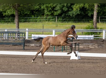 Trakehner, Stute, Fohlen (04/2026), Kann Schimmel werden