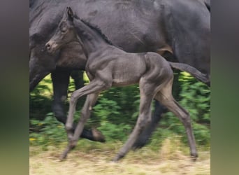 Trakehner, Stute, , Rappe