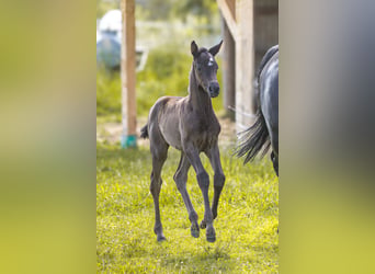 Trakehner, Stute, Fohlen (05/2026), Rappe