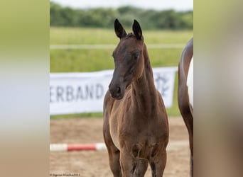 Trakehner, Stute, Fohlen (04/2023), Rappe