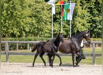 Trakehner, Stute, Fohlen (03/2025), Rappe