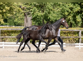 Trakehner, Stute, Fohlen (03/2025), Rappe