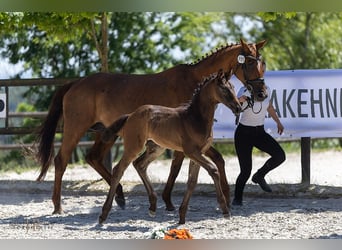 Trakehner, Stute, Fohlen (04/2025), Rappe