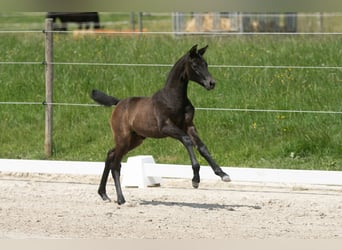Trakehner, Stute, Fohlen (05/2023), Schimmel