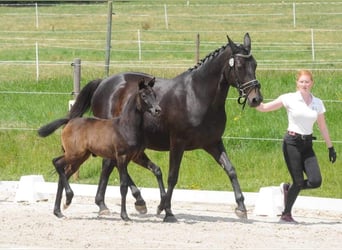 Trakehner, Stute, Fohlen (05/2023), Schimmel